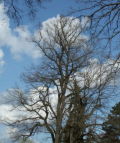 Herrngarten Darmstadt